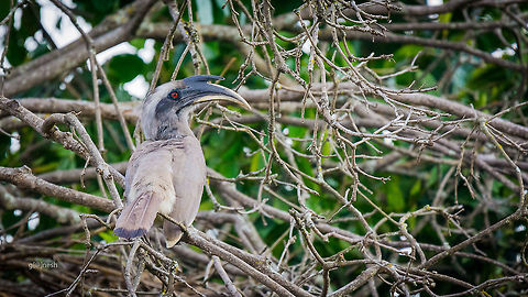 Hornbill Place: Kokkare Bellur, Mandya Fall,Geotagged,India,Indian Grey Hornbill,Kokkare bellur,Nikon D7100,Ocyceros birostris,birds,tamron,wildlife