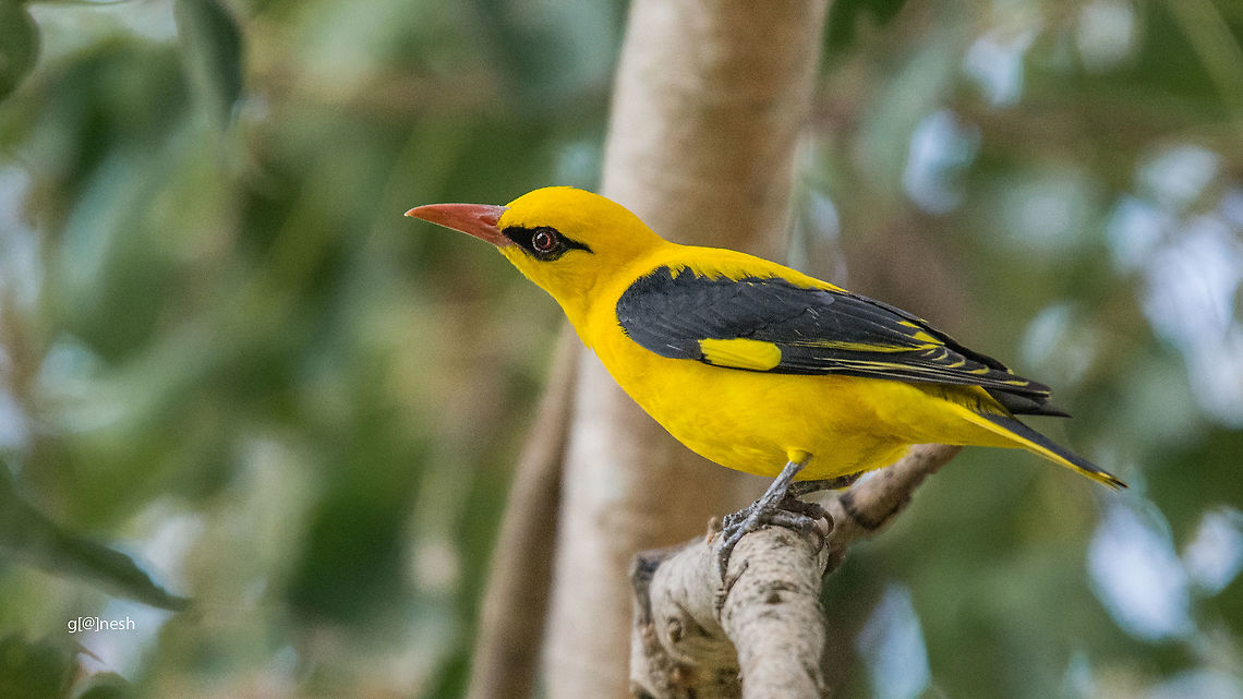 Golden Oriole Golden Oriole<br />
Place: Gunjur lake, Bengaluru<br />
 Eurasian golden oriole,Geotagged,India,Nikon D7100,Oriolus oriolus,Winter,birds,details,portrait,tamron,wildlife