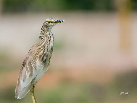 Pond Heron Indian Pond Heron
from outskirts of Bangalore Ardeola grayii,Geotagged,India,Indian Pond Heron,Nikon D7100,Spring,avian,birds,details,portrait,tamron
