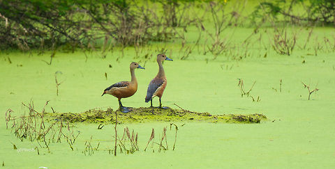 Hey, its green all over! --
Whistling teals
Place: Vattangudi Bird Sanctury, Tamil Nadu
 Dendrocygna javanica,Geotagged,India,Lesser Whistling Duck,Nikon D7100,Summer,Vettangudi,birds,pond,tamron
