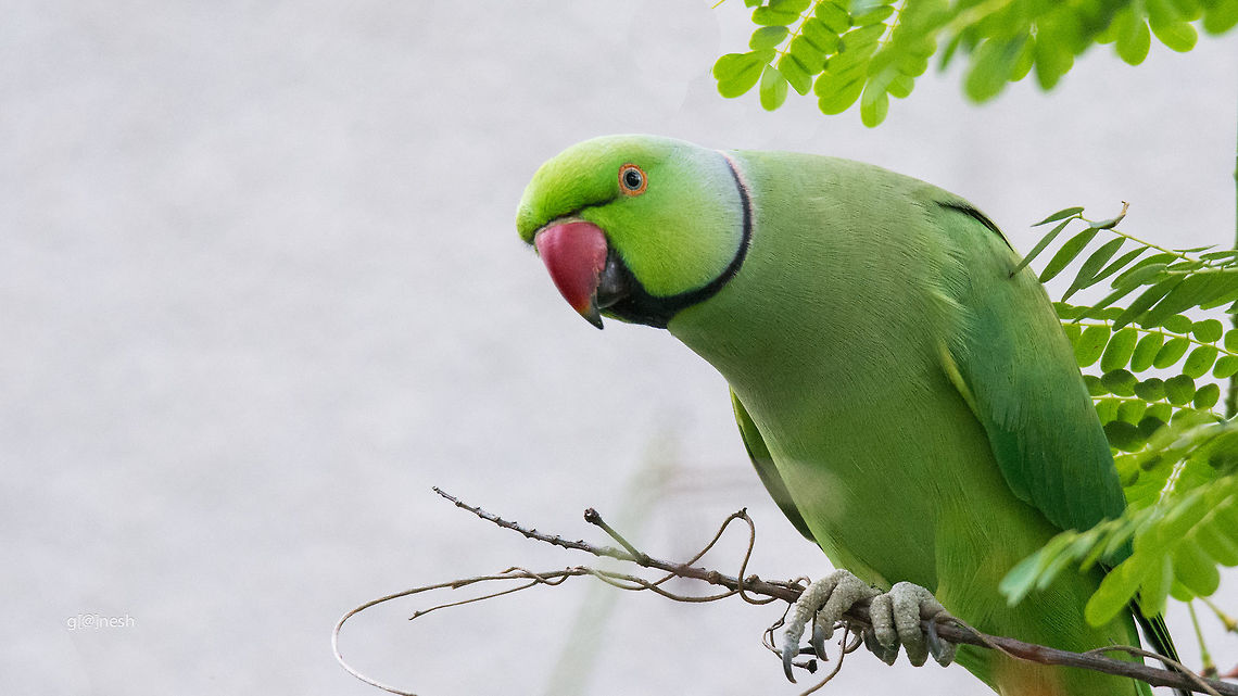 Colorful! Rose Ringed Parakeet<br />
<br />
Place: Bangalore University Campus, Bangalore Geotagged,India,Nikon D7100,Psittacula krameri,Rose-ringed parakeet,Summer,avian,birds,closeup,details,green,parakeet,portrait,tamron,wild