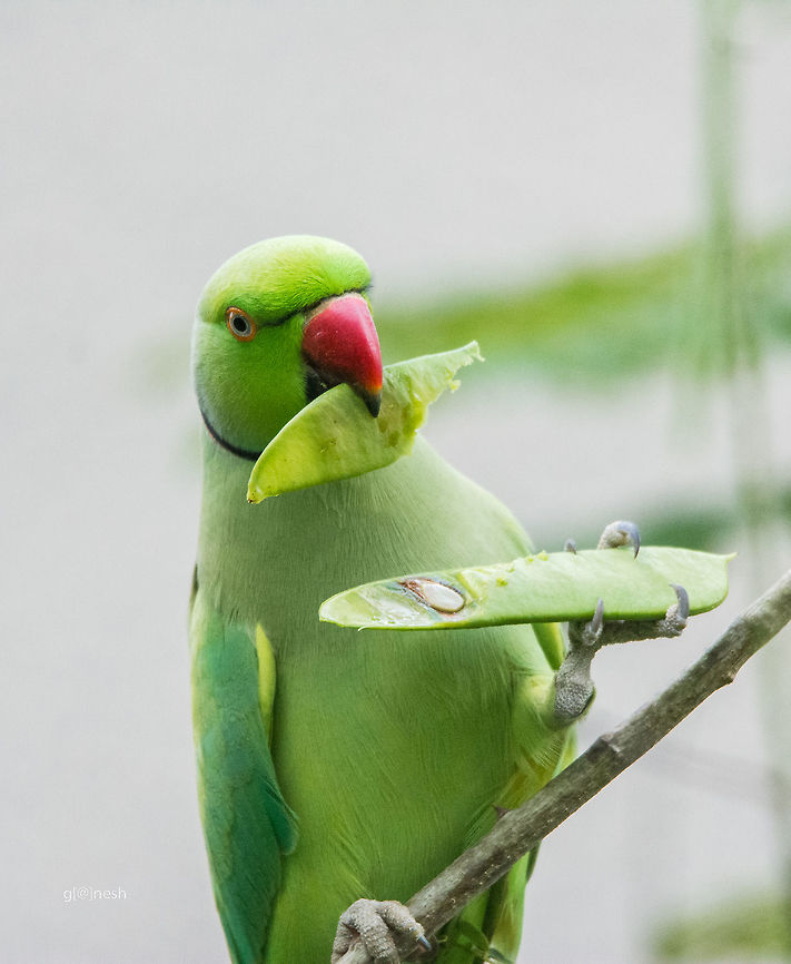 Lemme peel this off! Rose Ringed Parakeet<br />
Place: Bangalore University Campus, Bangalore Geotagged,India,Nikon D7100,Psittacula krameri,Rose-ringed parakeet,Summer,avian,birds,details,eating,green,portrait,tamron,wildlife