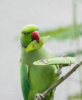Lemme peel this off! Rose Ringed Parakeet
Place: Bangalore University Campus, Bangalore Geotagged,India,Nikon D7100,Psittacula krameri,Rose-ringed parakeet,Summer,avian,birds,details,eating,green,portrait,tamron,wildlife