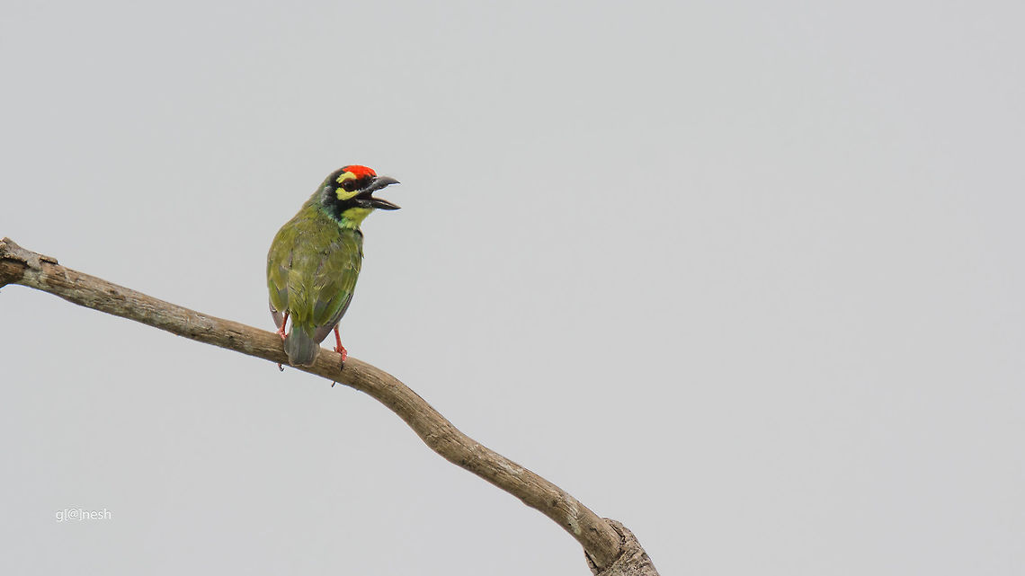 Lonely Day! CopperSmith Barbet<br />
Place: Vettangudi Bird Sacntury, TN Coppersmith Barbet,Geotagged,India,Megalaima haemacephala,Summer,avian,birds,details,nikon d7100,portrait,tamron
