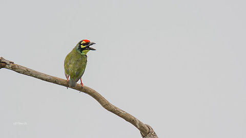 Lonely Day! CopperSmith Barbet
Place: Vettangudi Bird Sacntury, TN Coppersmith Barbet,Geotagged,India,Megalaima haemacephala,Summer,avian,birds,details,nikon d7100,portrait,tamron