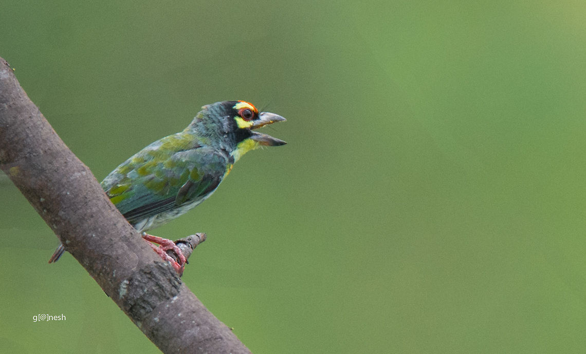 Lonely Day! Coppersmith Barbet<br />
Place: Vettangudi Bird Sanctury, TN Coppersmith Barbet,Geotagged,India,Megalaima haemacephala,Summer,avian,birds,nikon d7100,portrait,tamron