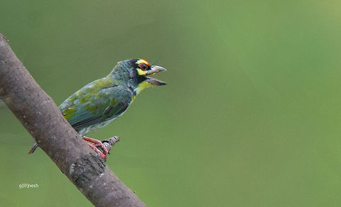 Lonely Day! Coppersmith Barbet
Place: Vettangudi Bird Sanctury, TN Coppersmith Barbet,Geotagged,India,Megalaima haemacephala,Summer,avian,birds,nikon d7100,portrait,tamron