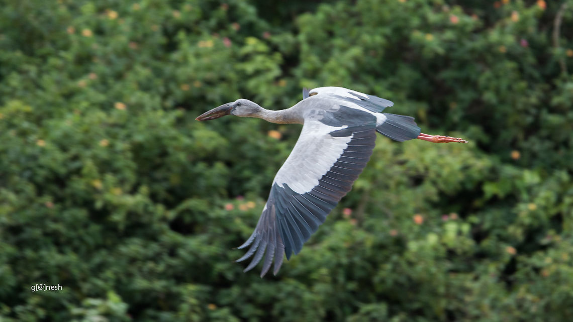 Asian Open Bill Place: Baglur Lake, Bangalore<br />
 Anastomus oscitans,Asian openbill,Geotagged,India,Summer,avian,birds,nikon d7100,tamron,wildlife