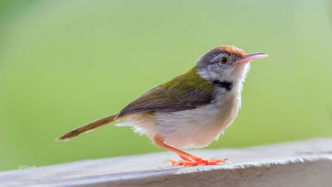 Good morning! Found this little beauty in my garden, making chock chock sound early in the morning.

Bird: Common Tailor Bird
Place: Davangere, India Common Tailorbird,Geotagged,India,Orthotomus sutorius,Summer