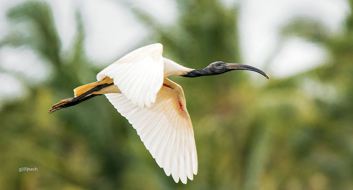 Ibis Shot this bird this afternoon at baglur lake from outskirts of Bengaluru <br />
 Black-headed Ibis,Geotagged,India,Nikon D7100,Summer,Threskiornis melanocephalus,avian,bangalore,birds,tamron
