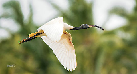 Ibis Shot this bird this afternoon at baglur lake from outskirts of Bengaluru 
 Black-headed Ibis,Geotagged,India,Nikon D7100,Summer,Threskiornis melanocephalus,avian,bangalore,birds,tamron