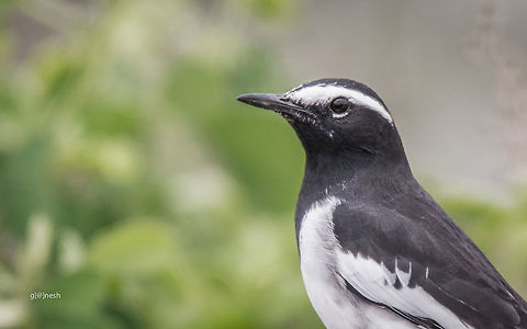 White-browed wagtail Place: outskirts of Bangalore Geotagged,India,Motacilla maderaspatensis,Nikon D7100,Summer,White-browed Wagtail,avian,birds,tamron