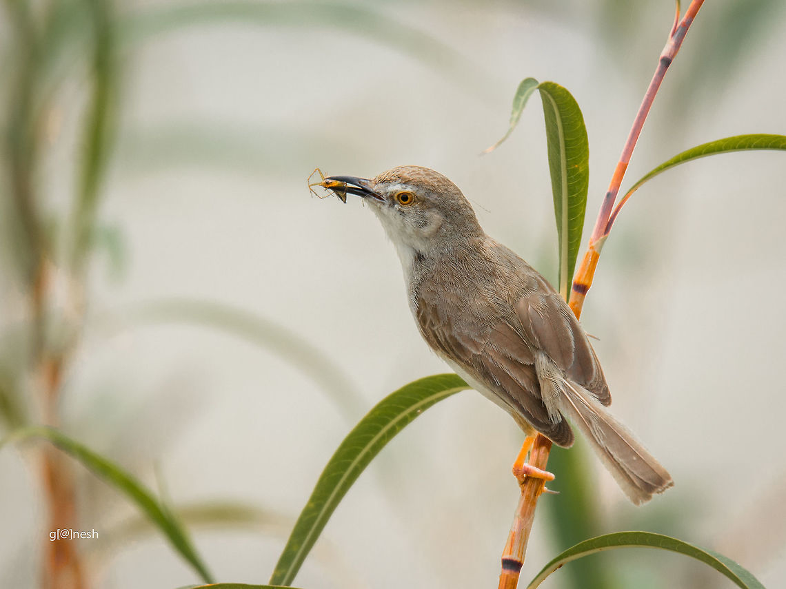 Time to feed little ones Species : Plain Prinia to me, any help with in with specific ID greatly appreciated.<br />
Place: Baglur Lake from outskirts of Bangalore Bangalore,Geotagged,India,Plain prinia,Prinia inornata,Summer,avian,birds,closeup,kill,nikon d7100,spider,tamron,wildlife