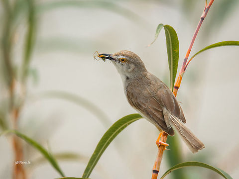 Time to feed little ones Species : Plain Prinia to me, any help with in with specific ID greatly appreciated.
Place: Baglur Lake from outskirts of Bangalore Bangalore,Geotagged,India,Plain prinia,Prinia inornata,Summer,avian,birds,closeup,kill,nikon d7100,spider,tamron,wildlife