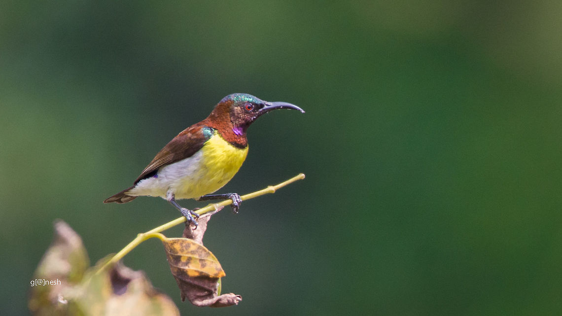 Purple-rumped Sunbird got this from my archives <br />
Place: Varthur, outskirts of Bangalore Geotagged,India,Leptocoma zeylonica,Purple-rumped sunbird,Winter,avian,birds,nikon d7100,wildlife