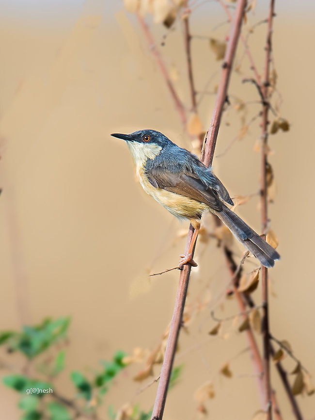 Ashy Prinia Place Davangere Ashy Prinia,Geotagged,India,Prinia socialis,Spring