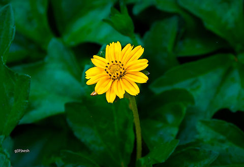 From the garden Not sure of ID, appreciate your help Geotagged,India,Spring,flower,garden,nikon,yellow