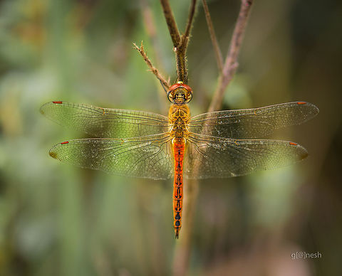 Pantala flavescens Place: Bengaluru University Campus, Bengaluru Geotagged,India,Pantala flavescens,Summer,bengaluru,macro,nikon d7100