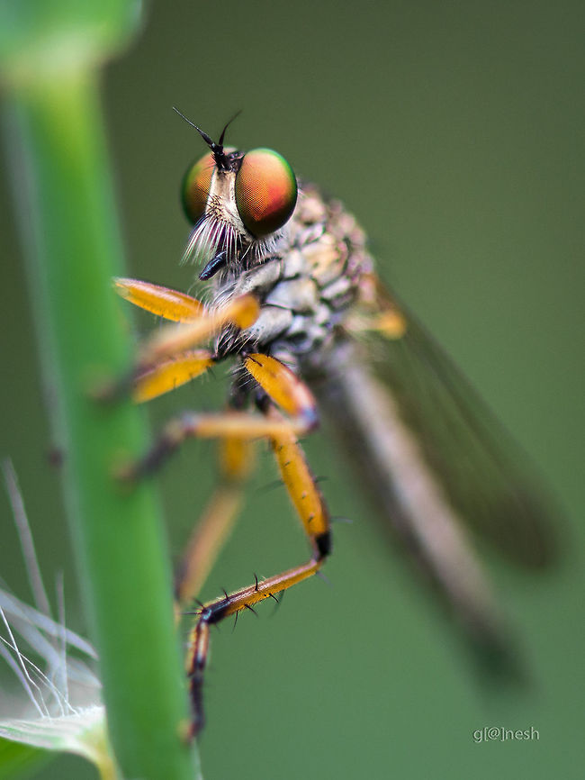 Female Ommatius Robber Fly Any help in identifying this robber fly ? Below are some of the links on Wiki<br />
<a href="https://en.wikipedia.org/wiki/Ommatius" rel="nofollow">https://en.wikipedia.org/wiki/Ommatius</a><br />
<a href="https://it.wikipedia.org/wiki/Michotamia_aurata" rel="nofollow">https://it.wikipedia.org/wiki/Michotamia_aurata</a><br />
<a href="https://en.wikipedia.org/wiki/File:Asilidae_by_kadavoor.jpg" rel="nofollow">https://en.wikipedia.org/wiki/File:Asilidae_by_kadavoor.jpg</a><br />
<br />
Thanks,<br />
Ganesh Geotagged,India,Summer,bengaluru,closeup,female ommatius,insect,macro,nikon d7100,robber Fly,wild