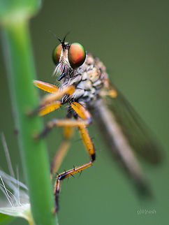 Female Ommatius Robber Fly Any help in identifying this robber fly ? Below are some of the links on Wiki
https://en.wikipedia.org/wiki/Ommatius
https://it.wikipedia.org/wiki/Michotamia_aurata
https://en.wikipedia.org/wiki/File:Asilidae_by_kadavoor.jpg

Thanks,
Ganesh Geotagged,India,Summer,bengaluru,closeup,female ommatius,insect,macro,nikon d7100,robber Fly,wild