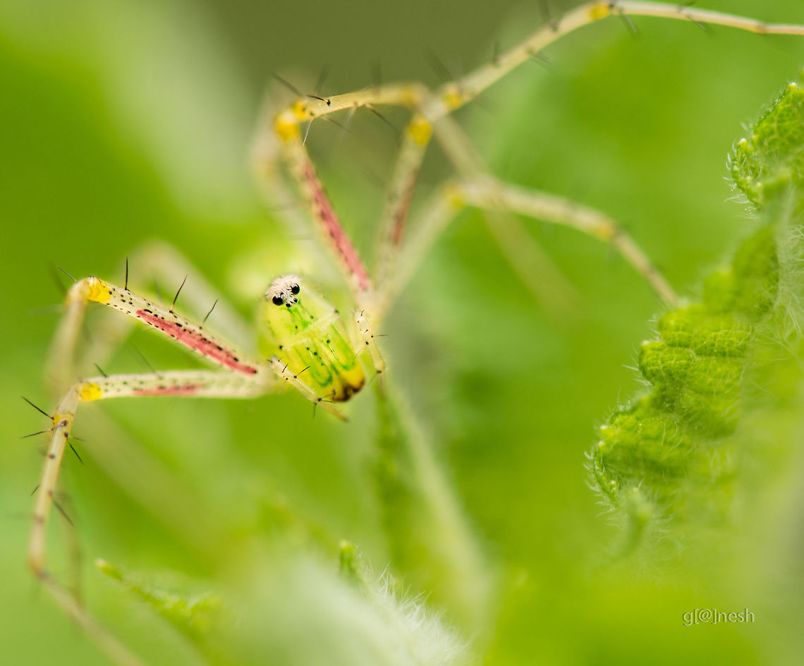 Green lynx portrait! Place: Gnana Bharathi Campus, Bengaluru  Geotagged,India,Summer,macro,nikon d7100,portrait,wild