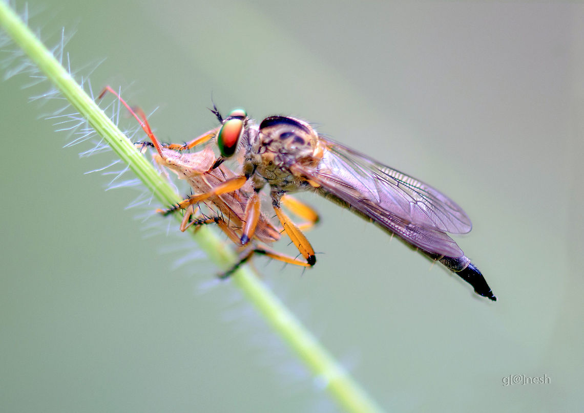 Female Ommatius Robber Fly with the kill Every time I look at this picture I regret that why didn&#039;t I own a tripod :( its bit shaky.<br />
<br />
Place: Gnana Bharathi Campus, Bengaluru Geotagged,India,Nikon D7100,Summer,details,kill,macro,robber fly