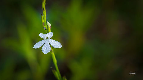 Striga angustifolia Place: Gnana Bharathi Campus, Bangalore Geotagged,India,Macro,Striga angustifolia,Summer,Witchweed,closeup,flower,morning