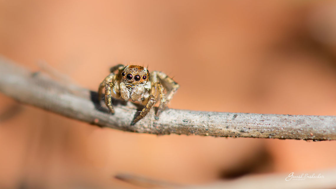 Jumping Spider Place: Gnana Bharathi Campus, Bengaluru Geotagged,India,Nikon D7100,Summer,bengaluru,details,jumping spiders,mirco,wild