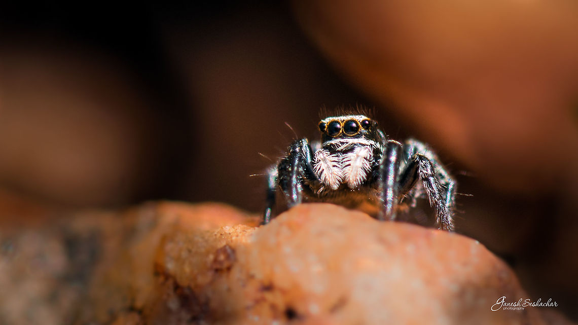 Jumping Spider Species/family yet to be identified, any help in this regard greatly appreciated.<br />
<br />
Comments are welcome :)<br />
Thanks, Geotagged,India,Jumping Spider,Macro,Nikon D7100,Summer