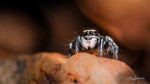 Jumping Spider Species/family yet to be identified, any help in this regard greatly appreciated.

Comments are welcome :)
Thanks, Geotagged,India,Jumping Spider,Macro,Nikon D7100,Summer