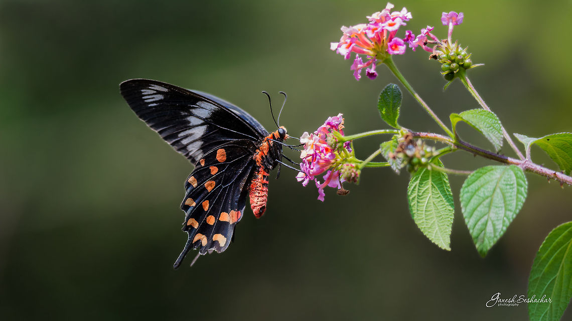 Crimson Rose in action Crimson Rose (Pachliopta hector) Crimson Rose,Pachliopta hector,bengaluru,butterfly