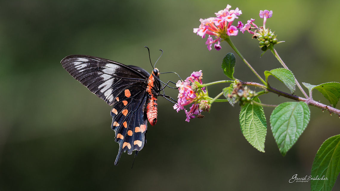Crimson Rose Crimson Rose<br />
Place: Bengaluru Crimson Rose,Pachliopta hector,bangalore,butterfly