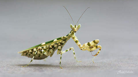 Indian flower mantis or Creobroter gemmatus Shot this little beauty on my apartment corridor!
top view
https://www.jungledragon.com/image/45747/indian_flower_mantis_top_view.html Bengaluru,Creobroter gemmatus,Geotagged,India,Insects,Jeweled flower mantis,Macro,Micro,Nikon D7100,Spring