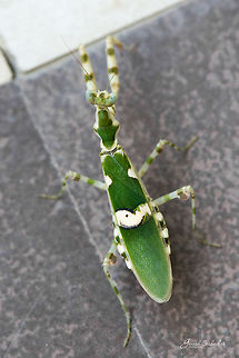 Indian flower mantis [top view] side view
https://www.jungledragon.com/image/45634/indian_flower_mantis_or_creobroter_gemmatus.html Creobroter gemmatus,Geotagged,India,Jeweled flower mantis,Mantis,Nikon D7100,Spring,bengaluru,closeup,insects,top view