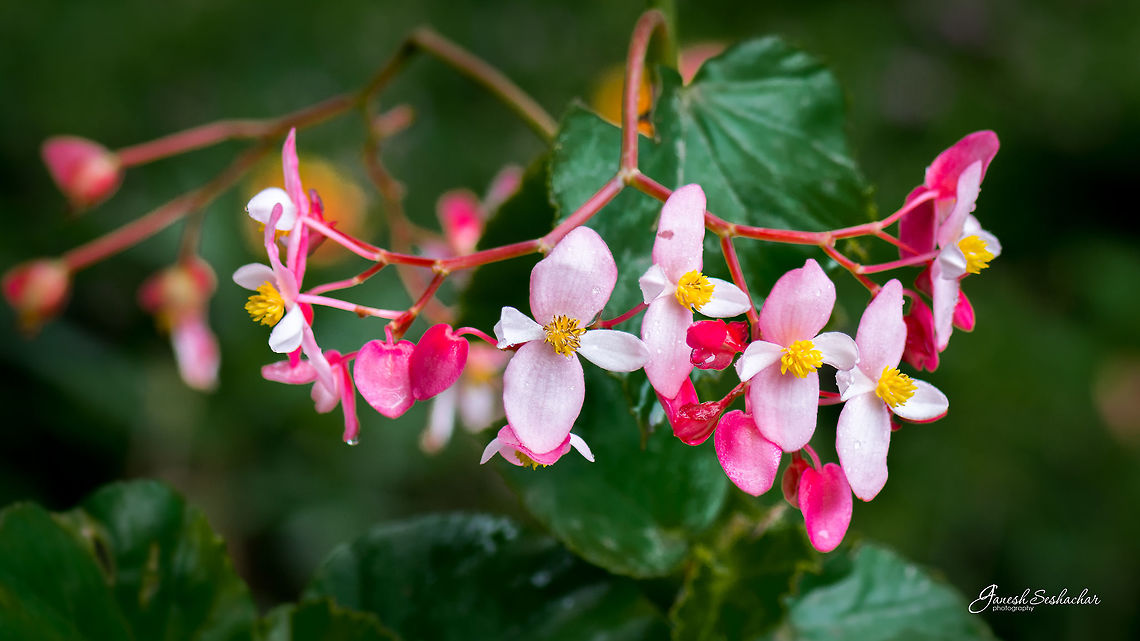 Begonia - [TBI-sp] Place: Devarayana Durga, Tumkur Begonia coccinea,Begonia gracilis,Geotagged,India,Nikon D7100,Spring,beautiful,flower,micro
