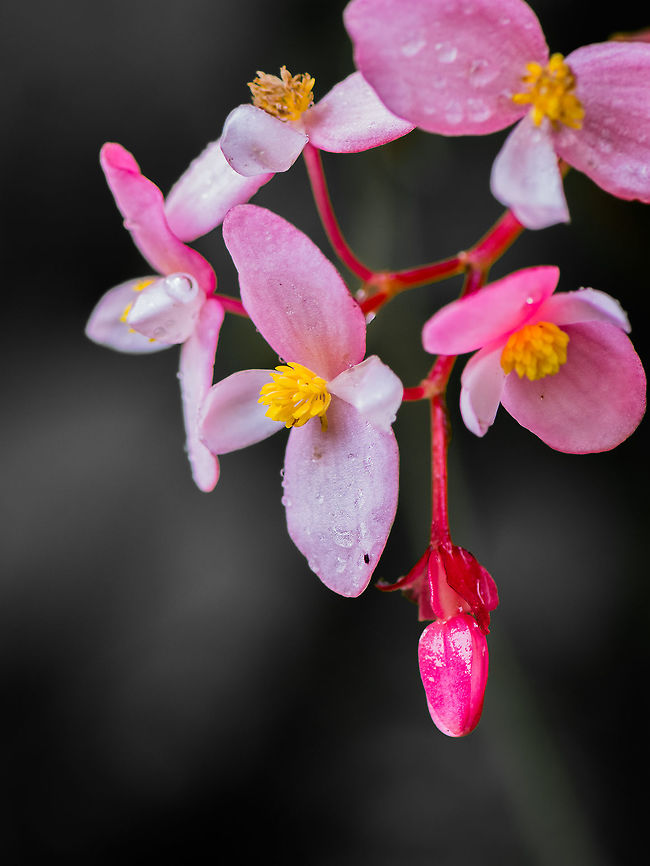 Begonia - [TBI-sp] Place: Devarayanadurga [ದೇವರಾಯನ ದುರ್ಗ, ತುಮಕೂರು], India begonia,bengaluru,closeup,flower,micro,nikon d7100