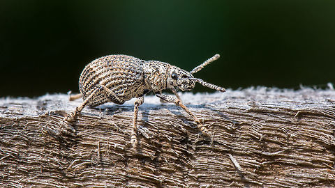 ID HELP - [Curculionidae family] I'm sure it belogs to Curculionidae family, but unsure about exact species. Any help here grealy appreciated! 

FRONT VIEW https://www.jungledragon.com/image/46028/id_help_curculionidae_family.html
Place: Davangere, KA, India
 Bug,Davangere,Fall,Geotagged,India,Nikon D7100,insect,micro