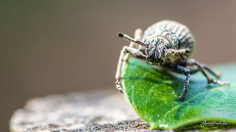 ID HELP [Curculionidae family] Side View: https://www.jungledragon.com/image/46027/id_help_-_curculionidae_family.html

Place: Davangere, KA, India Fall,Geotagged,India,davangere,insects,macro,micro