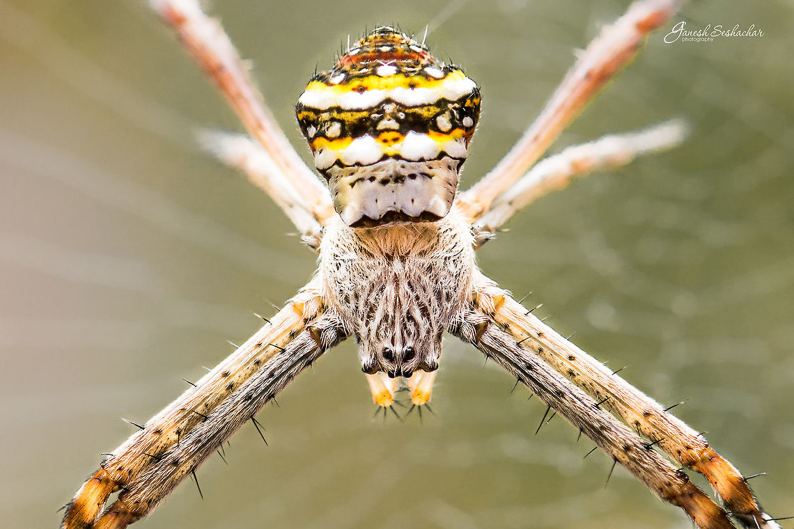 Signature Spider Place: Davangere, KA, India Argiope anasuja,Fall,Geotagged,India,Nikon D7100,Signature Spider,closeup,macro,micro