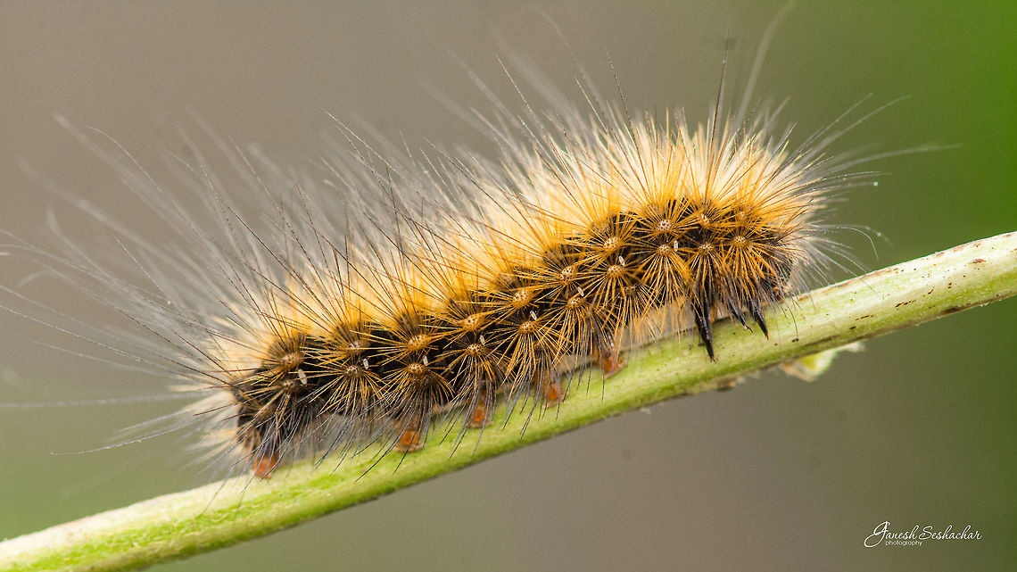 ID HELP Place: Davangere, KA, India Fall,Geotagged,India,closeup,macro