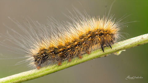 ID HELP Place: Davangere, KA, India Fall,Geotagged,India,closeup,macro