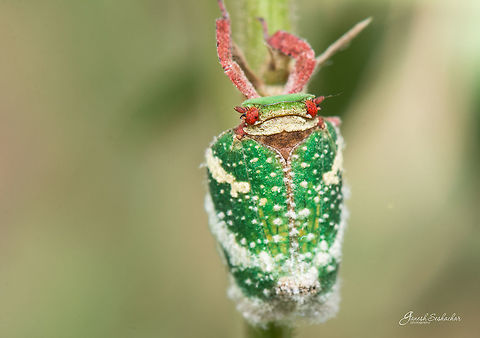 Eurybrachys Tomentosa [Eurybrachidae-sp] Place: Gnanabharathi, Kengeri, Bengaluru, India

More about species: 
http://eol.org/pages/236574/overview Eurybrachys tomentosa,Fall,Geotagged,India,Planthopper,closeup,colorful,insect,macro,micro,portrait