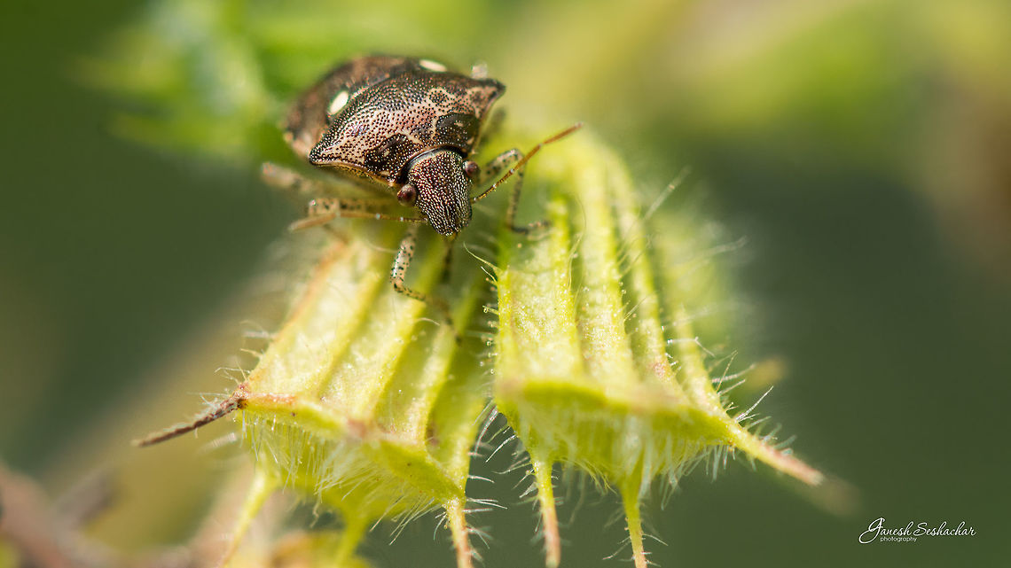Eysarcoris Top View:<br />
<a href="https://www.jungledragon.com/image/46301" rel="nofollow">https://www.jungledragon.com/image/46301</a><br />
<br />
Place: Gnanabharathi University Campus, Bengaluru, India Eysarcoris guttiger,Fall,Geotagged,India,Two Spotted Sesame Bug,closeup,gnanabharathi,insect,leaf hopper,macro,micro,nikon d7100,weevil