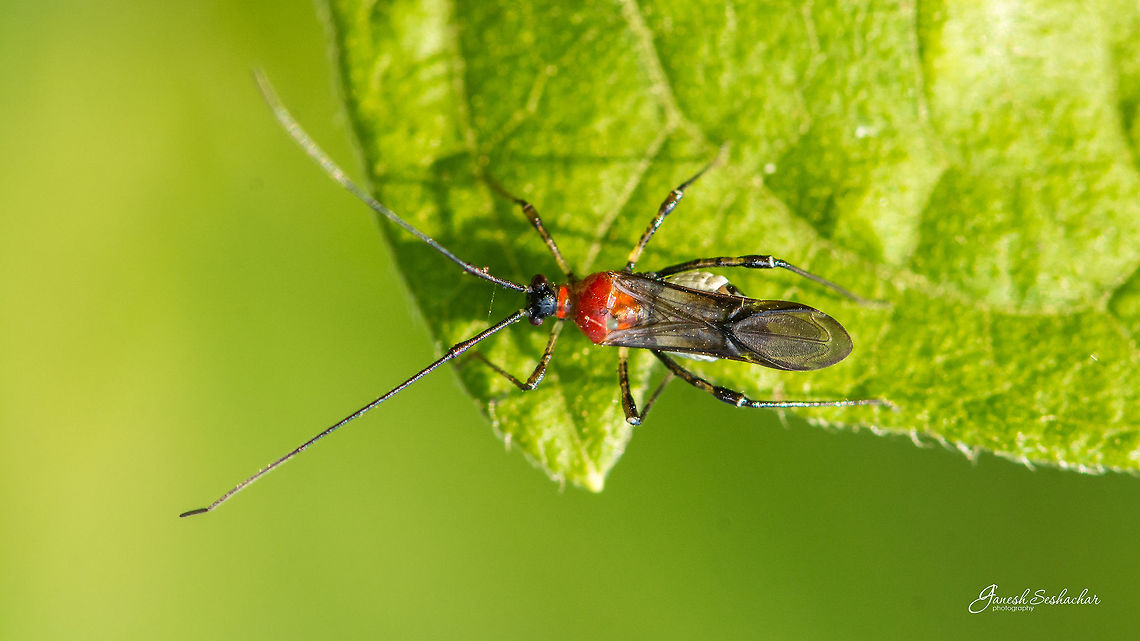 ID HELP Place: Gnanabharathi University Campus, Bengaluru, India Bengaluru,Fall,Fly,Geotagged,India,Insects,Macro,Micro,clseup,topview