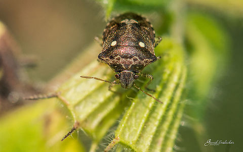 The Two Spotted Sesame Bug! The Two Spotted Sesame Bug [Eysarcoris guttiger]
Place: Gnanabharathi University Campus, Bengaluru, India

 Eysarcoris guttiger,Fall,Geotagged,India,Two Spotted Sesame Bug,benglauru,closeup,details,insect,macro,micro,nikon d7100