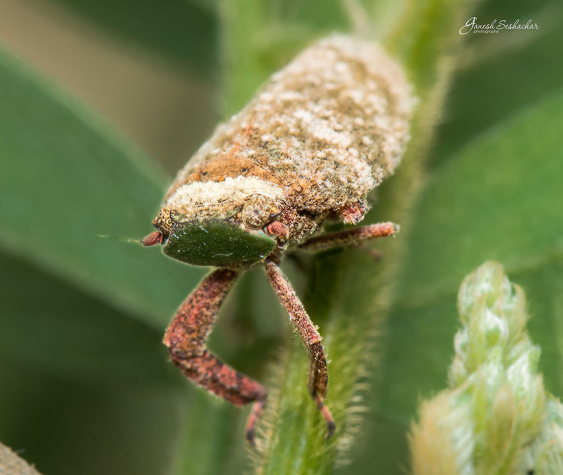 ID HELP [may be Female Eurybrachys Tomentosa?] Belongs to [Eurybrachidae-family]<br />
Place: Gnanabharathi University Campus, Bengaluru, India Eurybrachys,Fall,Geotagged,India,Nikon D7100,bengaluru,bugs,closeup,macro,micro