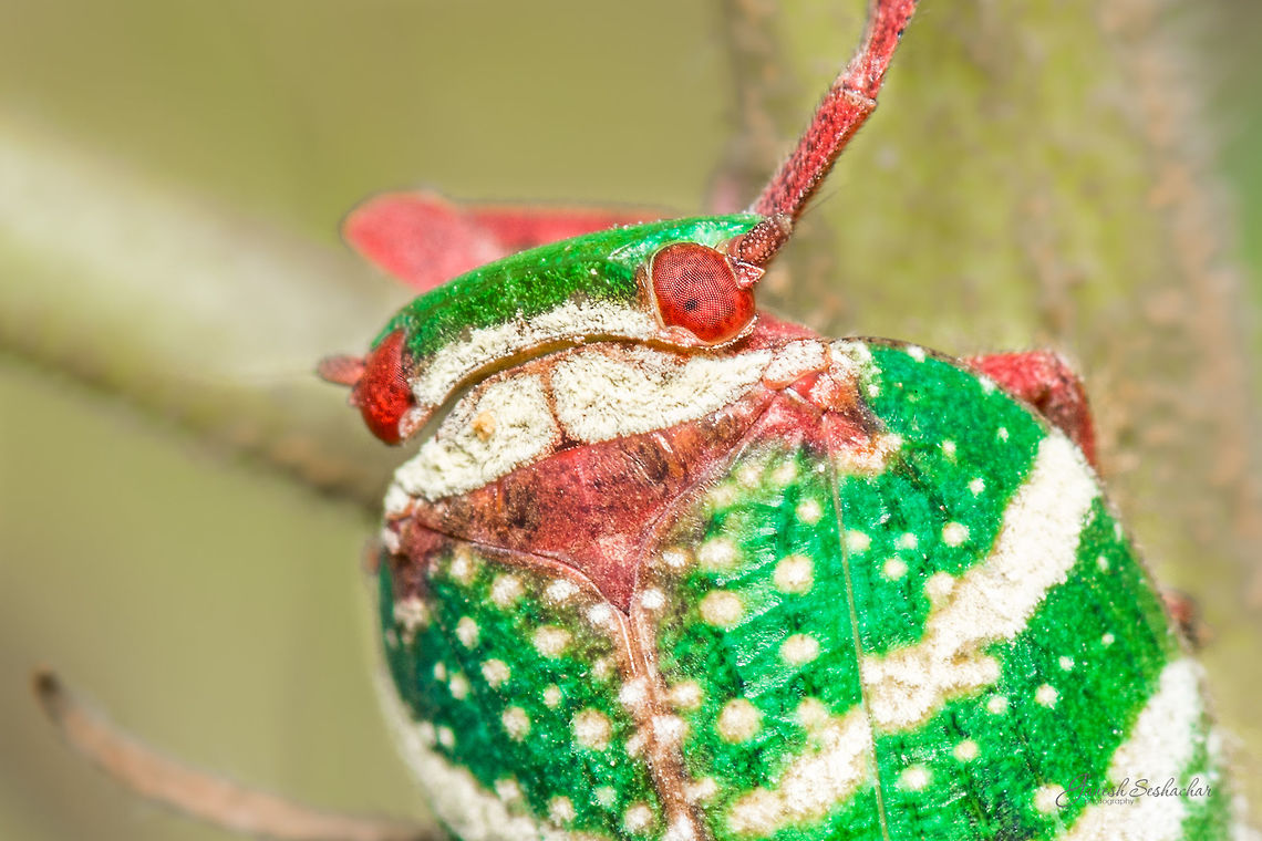Closeup of Eurybrachys Tomentosa Place: Gnanabharathi University Campus, Bengaluru, India Closeup,Eurybrachys tomentosa,Micro,Planthopper,bengaluru,colorful,macro