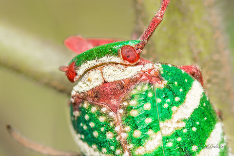 Closeup of Eurybrachys Tomentosa Place: Gnanabharathi University Campus, Bengaluru, India Closeup,Eurybrachys tomentosa,Micro,Planthopper,bengaluru,colorful,macro