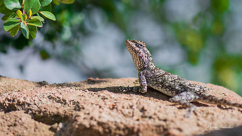 Peninsular Rock Agama [Female] Place: Nandi Hills, Bengaluru

more: 
https://en.wikipedia.org/wiki/Peninsular_rock_agama#/media/File:RockAgamaBNP.jpg
https://en.wikipedia.org/wiki/Peninsular_rock_agama Fall,Geotagged,India,Peninsular rock agama,Psammophilus dorsalis