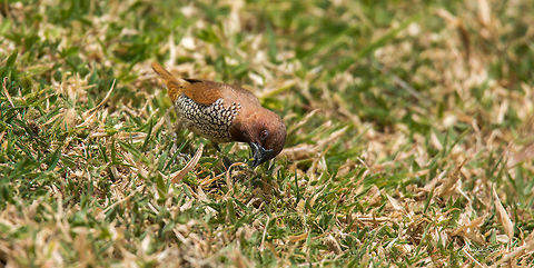 Scaly doing breakfast! Place: Davangere, India Geotagged,India,Lonchura punctulata,Scaly-breasted munia,Summer,closeup,morning,wild